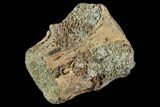 Fossil Reptile Vertebra - Judith River Formation #106821-1